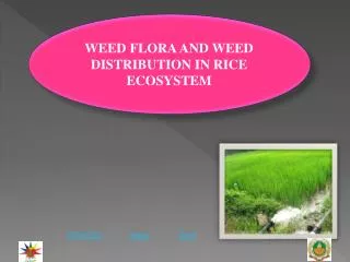 WEED FLORA AND WEED DISTRIBUTION IN RICE ECOSYSTEM