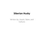 Siberian Husky - slide 1