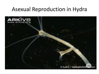 Asexual Reproduction in Hydra