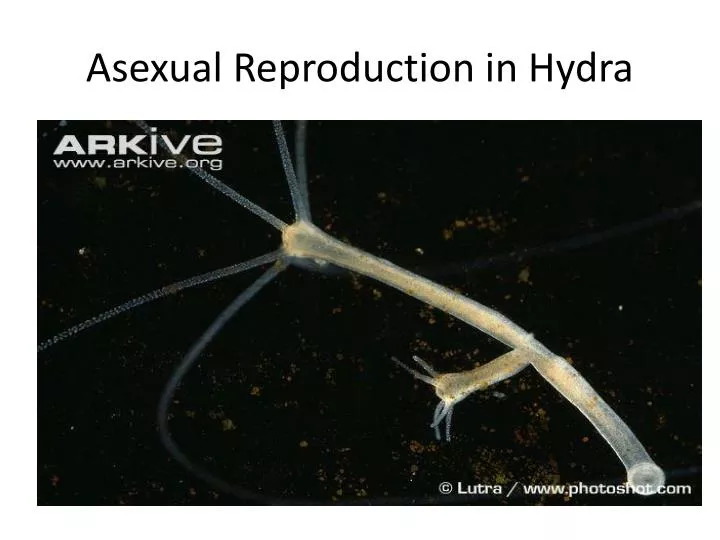 asexual reproduction in hydra