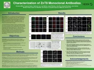 Characterization of ZnT8 Monoclonal Antibodies