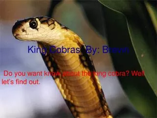 King Cobras By: Brevin