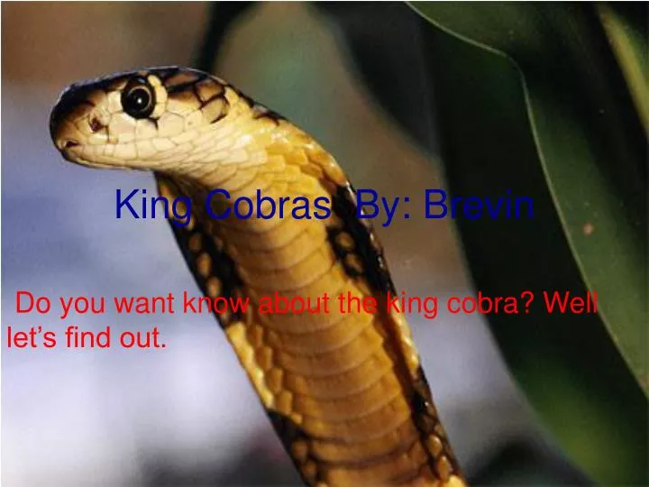 king cobras by brevin