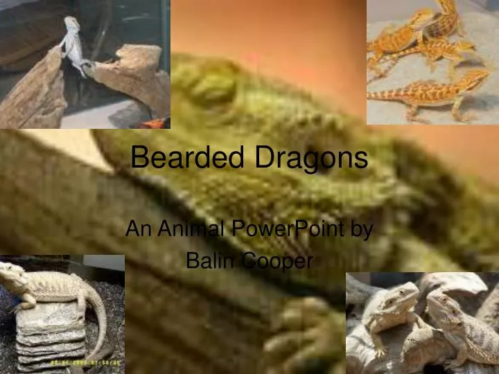 an animal powerpoint by balin cooper