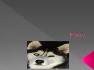 husky