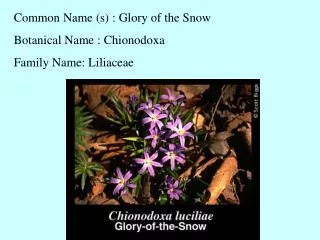 Common Name (s) : Glory of the Snow Botanical Name : Chionodoxa	 Family Name: Liliaceae