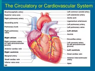 The Circulatory or Cardiovascular System