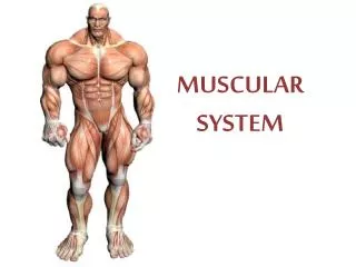 MUSCULAR SYSTEM