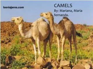 CAMELS By : Mariana, M aria fernanda .