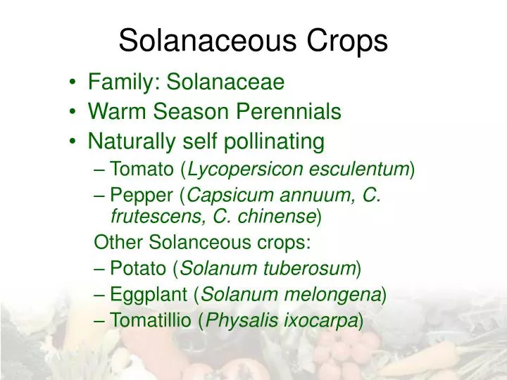 solanaceous crops