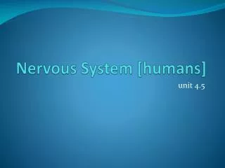 Nervous System [humans]