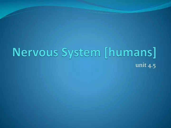 nervous system humans