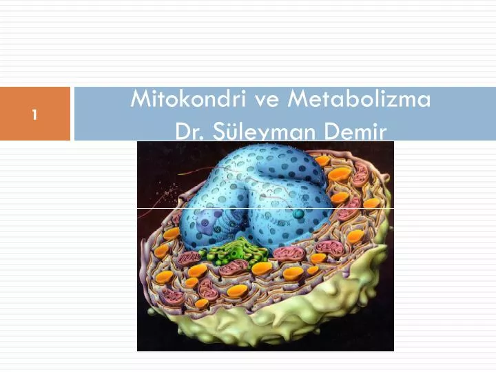 mitokondri ve metabolizma dr s leyman demir