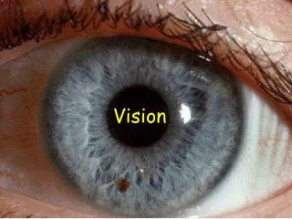 Vision