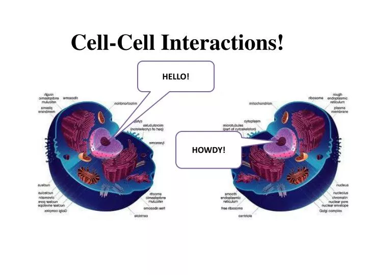 cell cell interactions