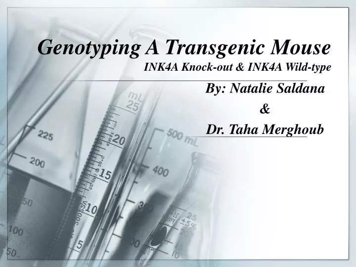 genotyping a transgenic mouse ink4a knock out ink4a wild type