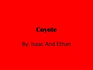 Coyote