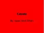 Coyote - slide 1