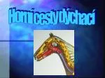 Horní cesty dýchací - slide 1