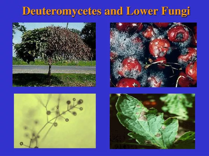 deuteromycetes and lower fungi