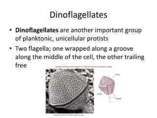 Dinoflagellates