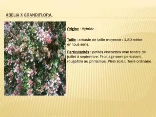 Abelia x grandiflora.
