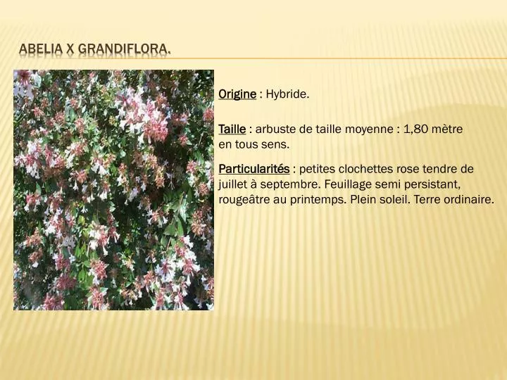 abelia x grandiflora