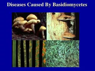 Diseases Caused By Basidiomycetes