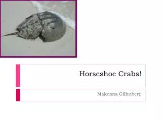 Horseshoe Crabs!