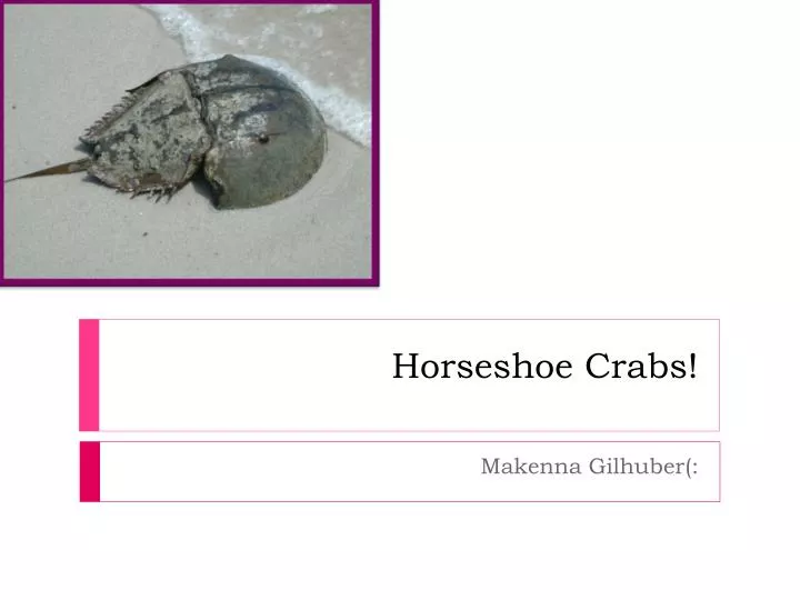 horseshoe crabs