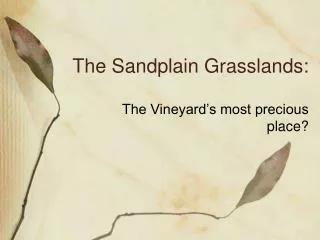 The Sandplain Grasslands: