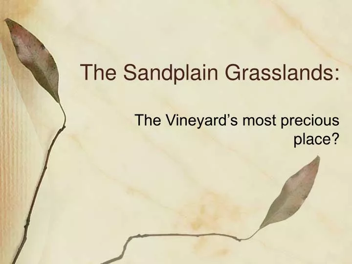 the sandplain grasslands