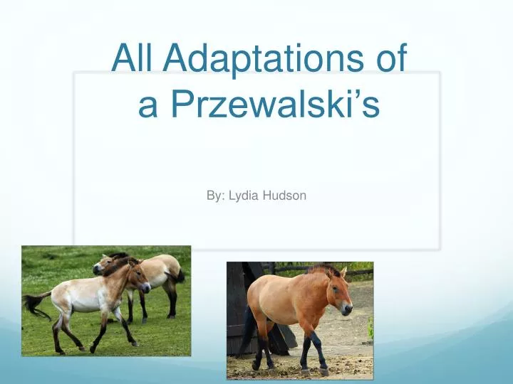 all adaptations of a przewalski s