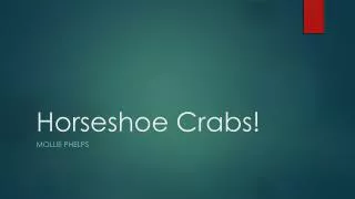 Horseshoe Crabs!