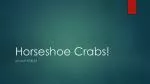 Horseshoe Crabs! - slide 1