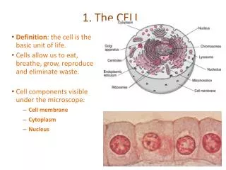 1. The CELL