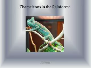 Chameleons in the Rainforest