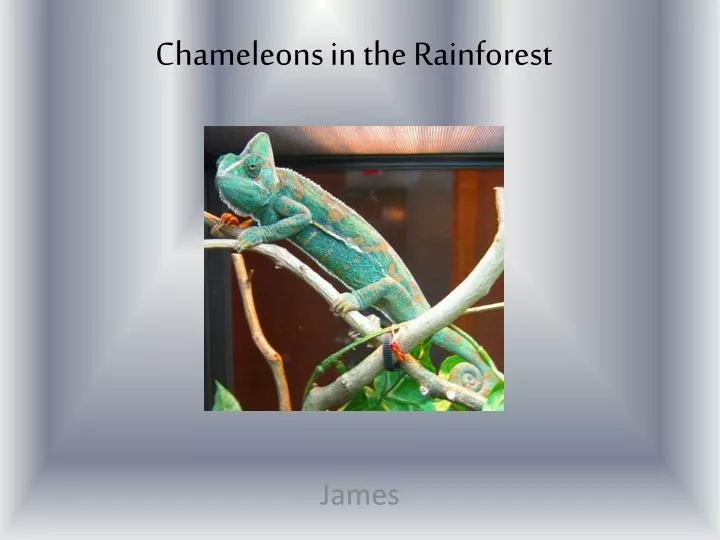 chameleons in the rainforest