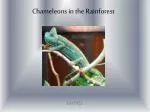 Chameleons in the Rainforest - slide 1