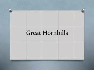 Great Hornbills