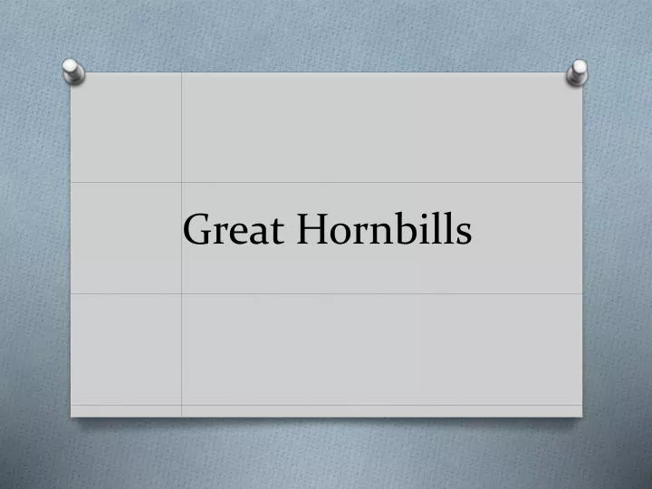 great hornbills