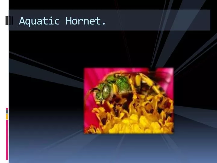 aquatic hornet