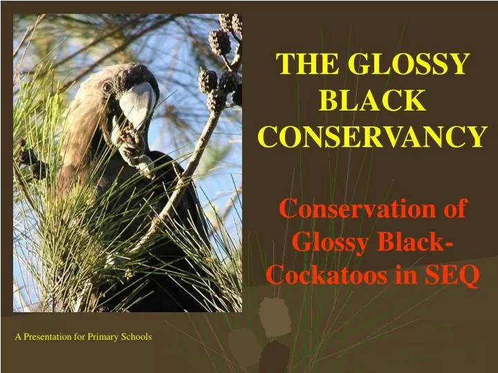 the glossy black conservancy conservation of glossy black cockatoos in seq
