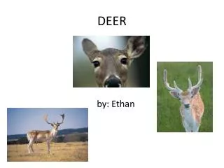 DEER