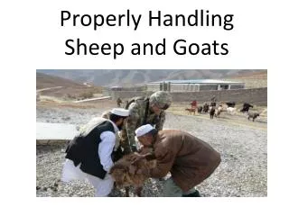 Properly Handling Sheep and Goats