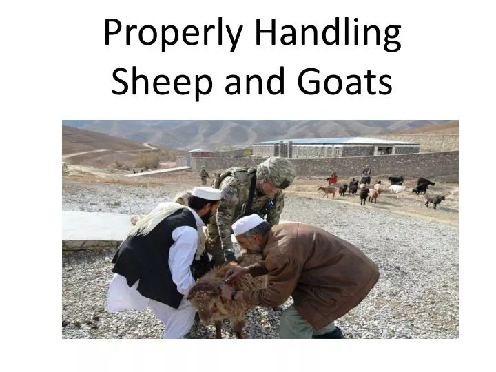 properly handling sheep and goats