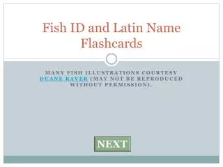 Fish ID and Latin Name Flashcards