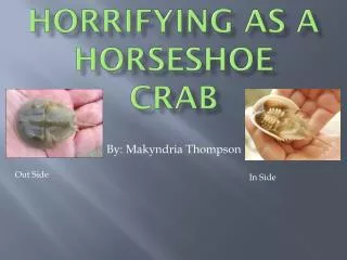 Horrifying As A Horseshoe Crab