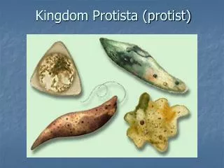 Kingdom Protista (protist)