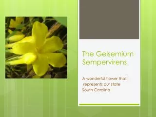 The Gelsemium Sempervirens